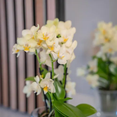 Tanic Loft Main Station Apartman *